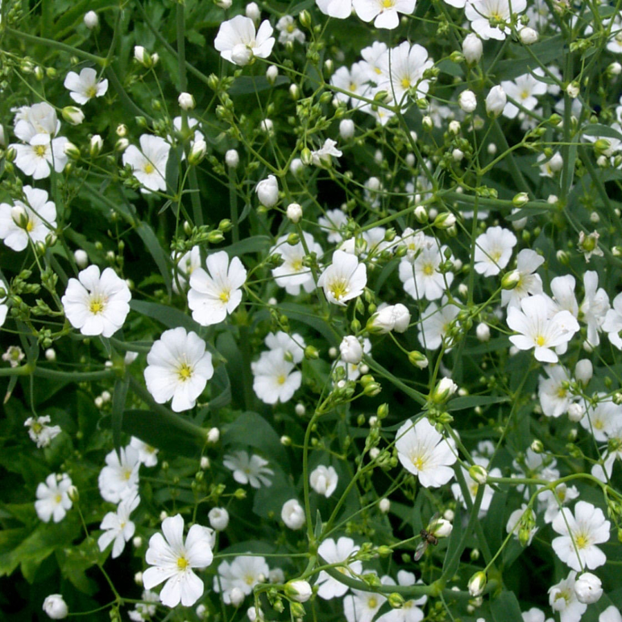 Hạt giống Hoa baby trắng RD 896 - 2