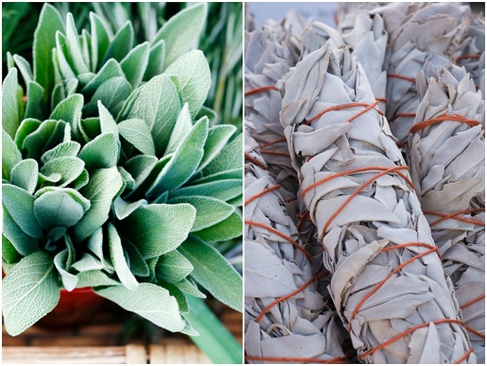 Hạt giống Xô thơm Sage giá rẻ
