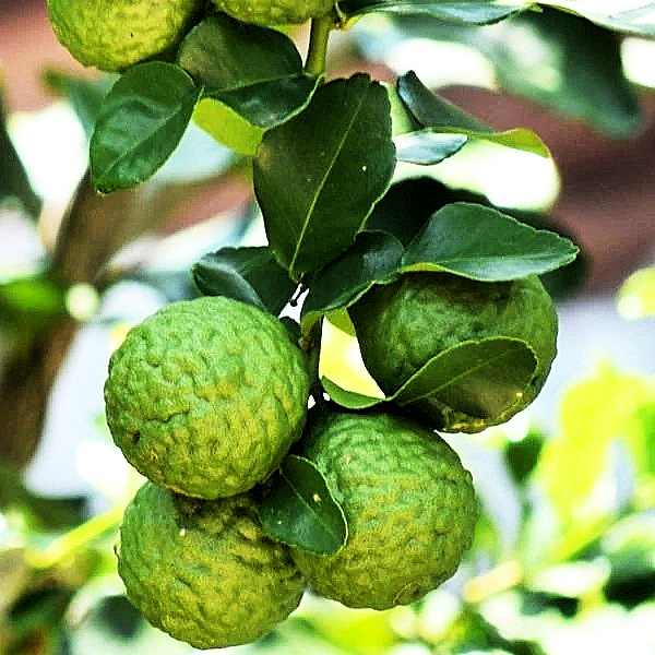 Hạt giống Chanh Não Kaffir Lime 327 Rạng Đông